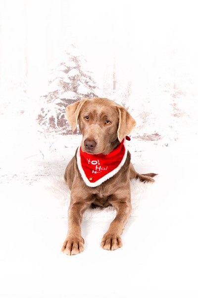 Luna beim Weihnachtsshooting