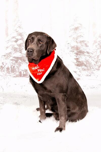 Maggy beim Weihnachtsshooting